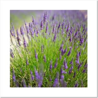 lavender field Posters and Art